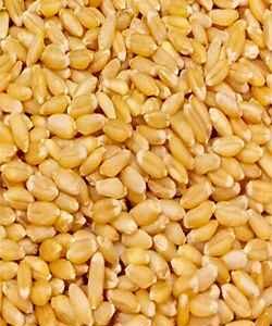 Wheat