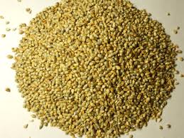 kampu /bajra wild